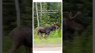 Proof meese are sentient️ #wholesome #animal