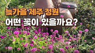 늦가을 제주 정원, 어떤 꽃이 있을까요?