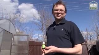 Надёжный способ избавиться от медведки