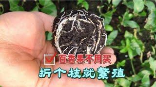 百香果不用買，隨便剪個枝，教你萬能扦插法一棵變十棵