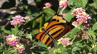 Eueides isabella dianasa Parque Ibirapuera-SP-BR 9 2 2017 Antonio Silveira