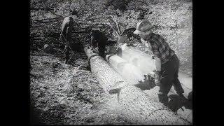 Historische Landwirtschaft: Ernte im Bauernwald (Waldnutzung in den 1960er-Jahren)
