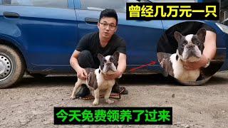 曾经几万元一只的法国斗牛犬，今天免费领养回家，都是因为这群人