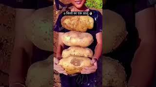 6 kg ka ek aalu #agri #agriculturelife #agri #education #agriculture #exam