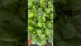 Regrowing Chinese cabbage after harvesting #regrowing #chinesecabbage