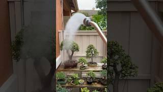 Don’t forget to water #bonsai #bonsaitree #gardening #plants #howtobonsai #portulacariaafra #calm