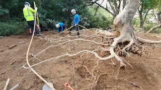 Tree Root System Excavation for Research - 3D Printing and Scanning