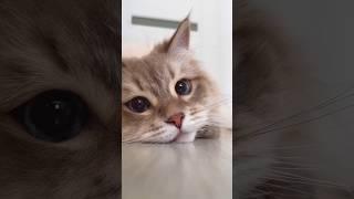 The Most Talkative Cat 