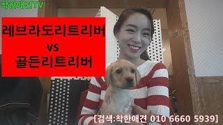 골든리트리버vs라브라도리트리버[레브라도리트리버][강아지영상]