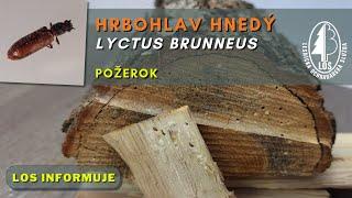 Hrbohlav hnedý (Lyctus brunneus) - požerok