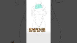 Mistake When Drawing Torso - Quick Art Tips #art #sketch #shorts #tutorial #drawingtutorial #anime