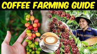 Coffee Farming | Everything You Need To Know About Coffee Cultivation