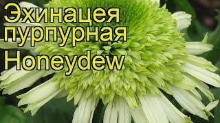 Эхинацея пурпурная (Honeydew). Краткий обзор, описание характеристик, где купить саженцы