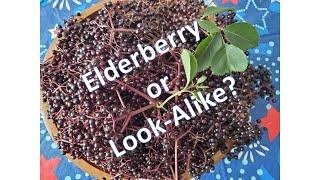 Elderberry Or Look-alike?