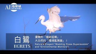 【Egrets: Nature's Elegant "Wedding Dress Supermodels" and "Environmental Monitors"】AI852 SeeTheWorld