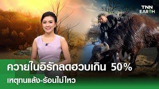 ควายในอิรักลดฮวบเกิน 50% เหตุทนแล้ง-ร้อนไม่ไหว | TNN EARTH | 21-05-25
