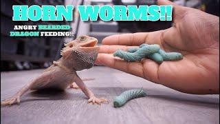 Feeding Crazy Bearded Dragons Weird Green Worms! Hornworm Treats!