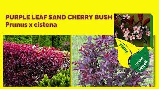 PURPLE LEAF SAND CHERRY BUSH | Prunus x cistena