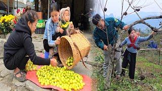 Single mother picks sour apples and collects firewood to prepare for the cold winter - Ly Tieu Dua