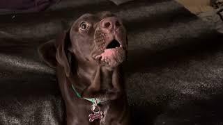 Opinionated dog , loves to bark out ,  Reese the doggo barkosaurus .