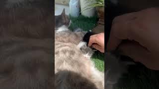 القطة روما واولادها