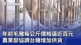 年前毛豬每公斤價格逼近百元 農業部協調台糖增加供貨｜20250112 公視晚間新聞