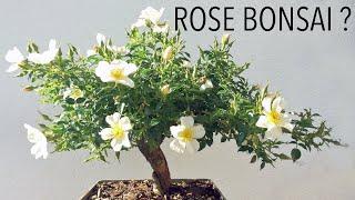 Turn a dwarf rose into a blooming bonsai. You will love it. Subtitles in your language