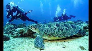 Maldives Deep South Diving 4k