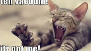 Really Funny Cat Pictures!!!