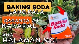 EFFECTIVE GARDEN TIPS USING BAKING SODA | PARA MAPALAGO AT MAPAGANDA ANG HALAMAN