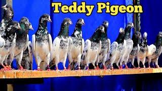 Teddy Pigeon ! टेडी कबूतर ! by !Jaipur Tonk Pigeos