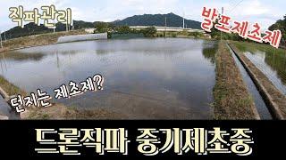 직파 중기제초제 살포