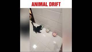 Animal Drift