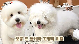 미용?그게뭔데 그냥나랑놀자! / 꼬똥드툴레아 두번째 미용 / Coton de Tulear / 꼬똥미용 / doggrooming / 퍼피썬