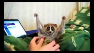 Slow loris loves getting tickled http://bit.ly/14qLq8x