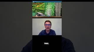 Tree of Heaven: Forest Management Invasive Species #landmanagement #invasivespecies