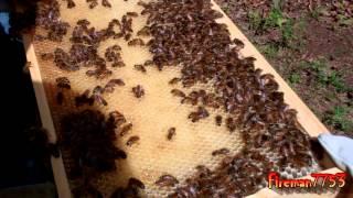 Learning More about Beekeeping