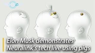 Elon Musk demonstrates Neuralink's tech live using pigs