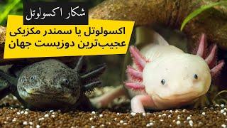 اکسولوتل یا سمندر مکزیکی عجیب ترین دوزیست جهان، درباره اکسولوتل، شکار اکسولوتل Axolotl