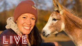 The Donkeys Join the Livestream! (Shenanigans, Life Updates, Q&A)