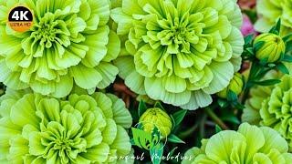 Gentle Blossoms & Peaceful Rhythms  | A Calm Atmosphere for Productivity and Serenity