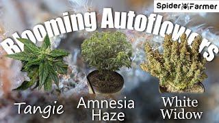 How I Grow E14- Bloom, and Harvesting Autoflowers - White Widow Auto Fastbuds -Spiderfarmer SF4000