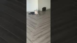 Bubbles the cat playing like a dog