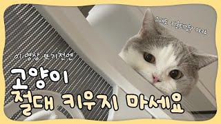 [EP.1] 이 영상 보기전에는 고양이 절대 입양하지 마세요!(고양이 단점 10가지)