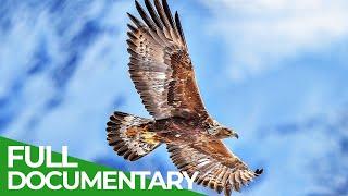 The Golden Eagle - Kings of the Alps | Free Documentary Nature