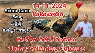 14 November 2024 Today Winning Colours#kukkutasastram  @SrinuGariFarms   @SrinuGaruSGF