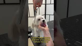 Maltese dog face trim - step by step