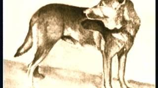 The German Shepherd - Pet Dog Documentary English