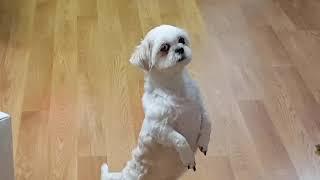 Fabulous Fours of Cute Dogs Can Vlogs are behind the scene's/Bốn đứa bé tuyệt vời ở sau hậu trường