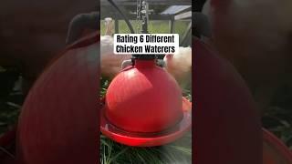 And the winner is… ​⁠#chickens  #raisingchickens #homesteading #homesteadinglife #layinghens